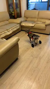 Dog Wheelchairs for Dog Back Legs Paralyzed review 1