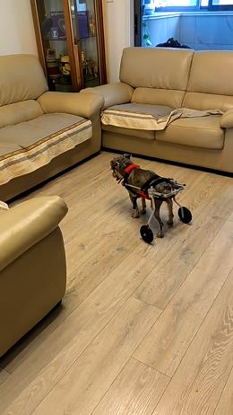 Dog Wheelchairs for Dog Back Legs Paralyzed review Nathan Newman 03