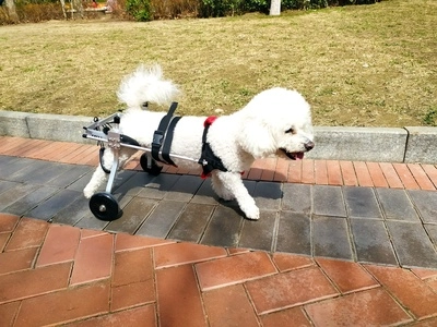 Dog Wheelchairs for Dog Back Legs Paralyzed review 