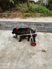 Dog Wheelchairs for Dog Back Legs Paralyzed review 0