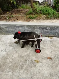Dog Wheelchairs for Dog Back Legs Paralyzed review 0