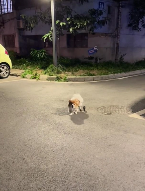 Dog Wheelchairs for Dog Back Legs Paralyzed review 