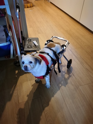 Dog Wheelchairs for Dog Back Legs Paralyzed review Dempsey Ingersoll 01