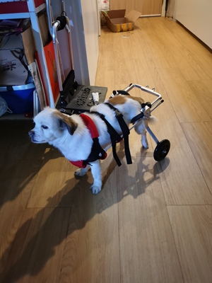 Dog Wheelchairs for Dog Back Legs Paralyzed review Dempsey Ingersoll 02