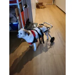 Dog Wheelchairs for Dog Back Legs Paralyzed review Dempsey Ingersoll 02
