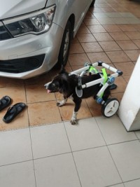 Fordable Dog Wheelchairs For Dog Back Legs review 0
