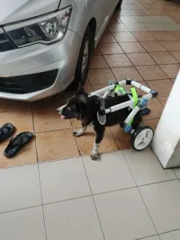 Fordable Dog Wheelchairs For Dog Back Legs review 0