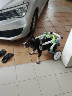 Fordable Dog Wheelchairs For Dog Back Legs review Dunn Raphael