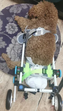 Fordable Dog Wheelchairs For Dog Back Legs review Leif Grey