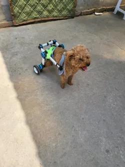 Fordable Dog Wheelchairs For Dog Back Legs review Heloise Ruskin