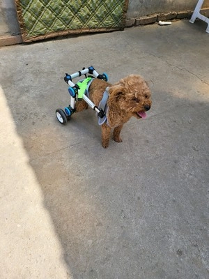 Fordable Dog Wheelchairs For Dog Back Legs review 