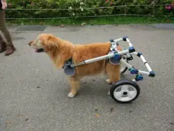 Fordable Dog Wheelchairs For Dog Back Legs review Tabitha Anna