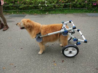 Fordable Dog Wheelchairs For Dog Back Legs review 