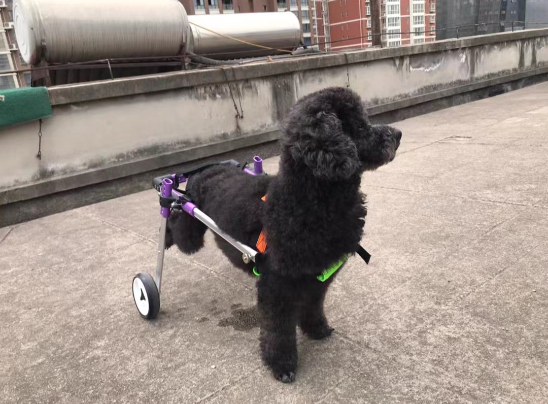 Advanced Dog Wheelchairs For Small Dogs review 0
