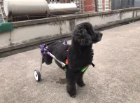 Advanced Dog Wheelchairs For Small Dogs review 0