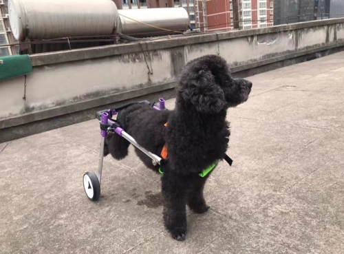 Advanced Dog Wheelchairs For Small Dogs review 