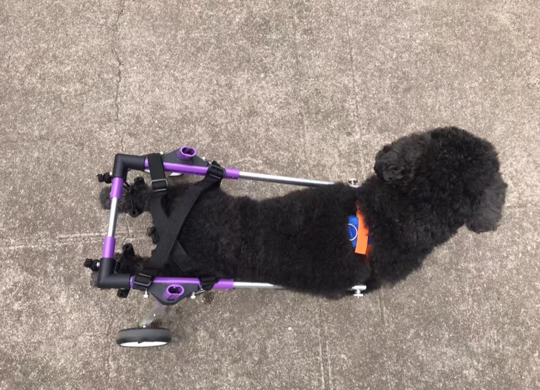 Advanced Dog Wheelchairs For Small Dogs review 1