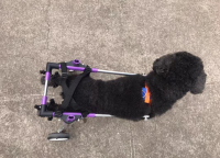 Advanced Dog Wheelchairs For Small Dogs review 1