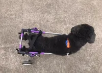 Advanced Dog Wheelchairs For Small Dogs review 1