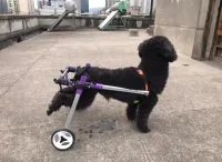 Advanced Dog Wheelchairs For Small Dogs review 2