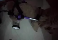 Advanced Dog Wheelchairs For Small Dogs review 0