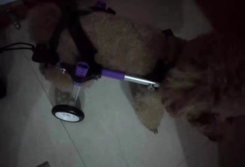 Advanced Dog Wheelchairs For Small Dogs review 