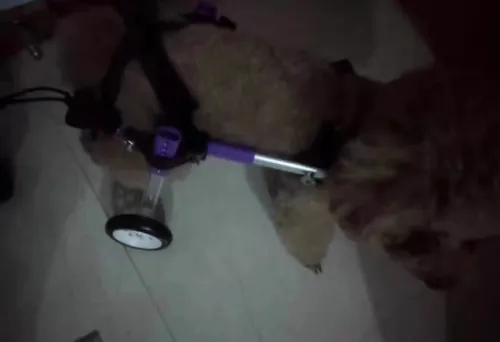 Advanced Dog Wheelchairs For Small Dogs review 