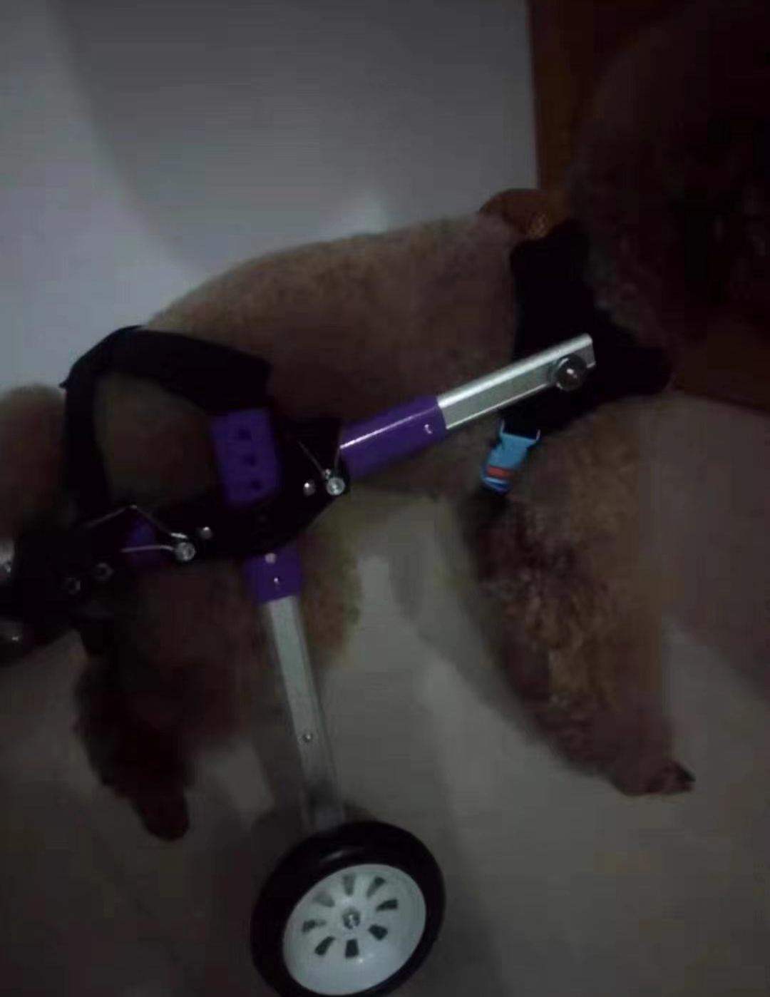 Advanced Dog Wheelchairs For Small Dogs review 1