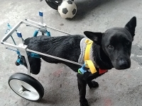 Adjustable Dog Wheelchairs for Back Legs Paralyzed Dog review 0