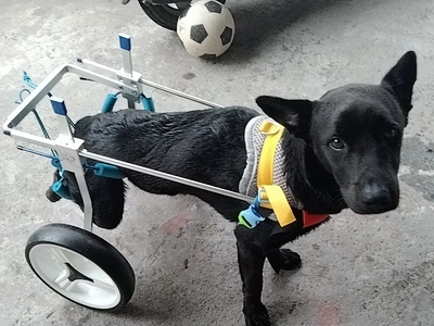 Adjustable Dog Wheelchairs for Back Legs Paralyzed Dog review 