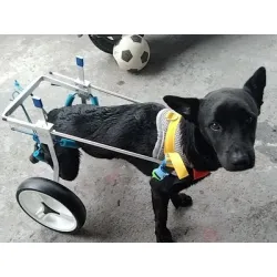 Adjustable Dog Wheelchairs for Back Legs Paralyzed Dog review Jerome Rebecca