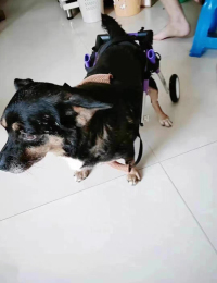 Advanced Dog Wheelchairs For Small Dogs review 1