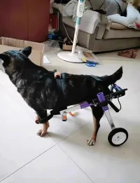 Advanced Dog Wheelchairs For Small Dogs review 0