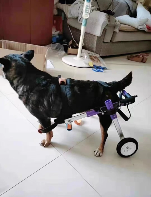 Advanced Dog Wheelchairs For Small Dogs review 