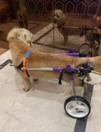 Advanced Dog Wheelchairs For Small Dogs review 0