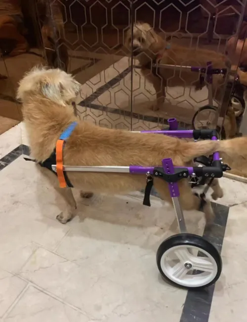Advanced Dog Wheelchairs For Small Dogs review 
