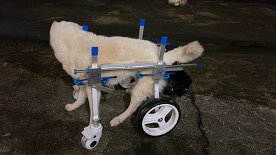 Dog Wheelchairs for Dog Leg Paralyzed Weakness review 