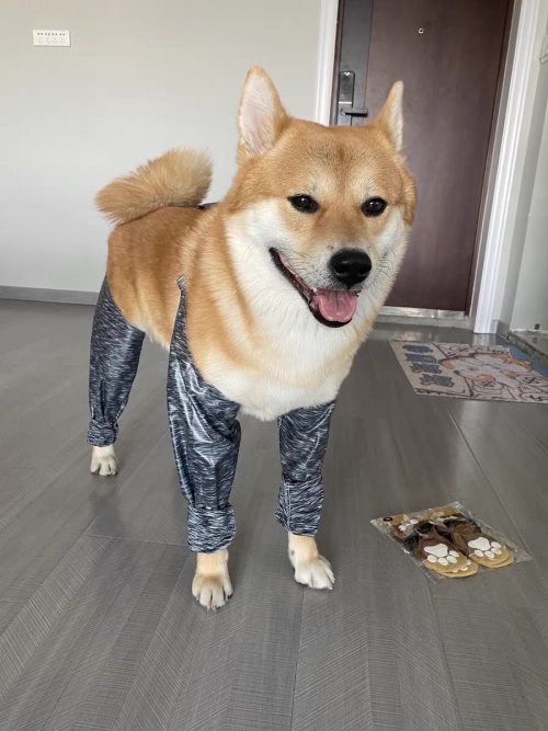 Dog Leg Sleeve for Anti-Licking Anti-Dirt review 