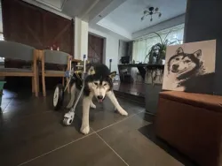 Dog Wheelchairs for Dog Leg Paralyzed Weakness review Jerry