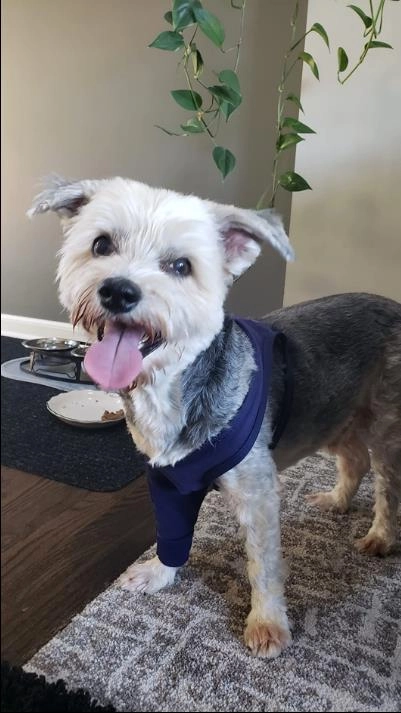 Dog Leg Sleeves For Prevent Licking review 