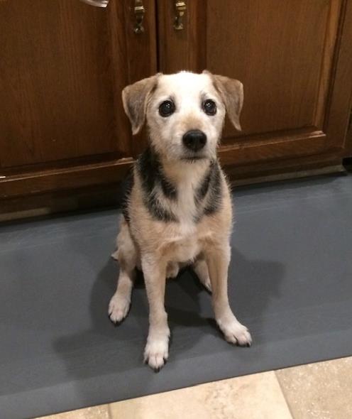 Wooden Dog Urns With Dog Figurine review Marvin Richard