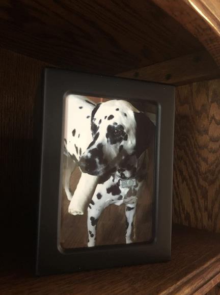 Pet Urns For Dogs review Moira Salome