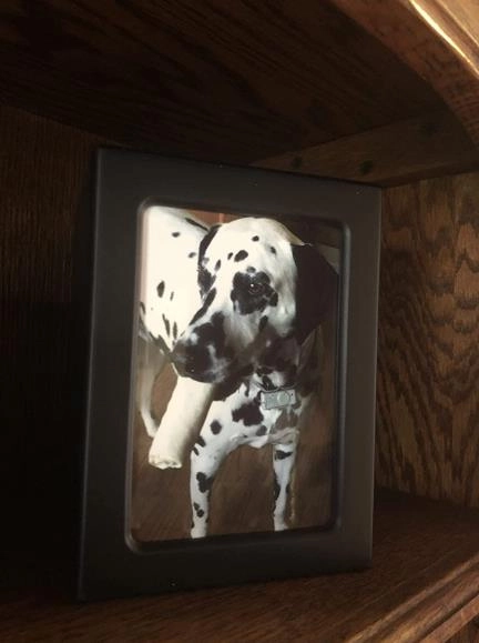 Pet Urns For Dogs review 