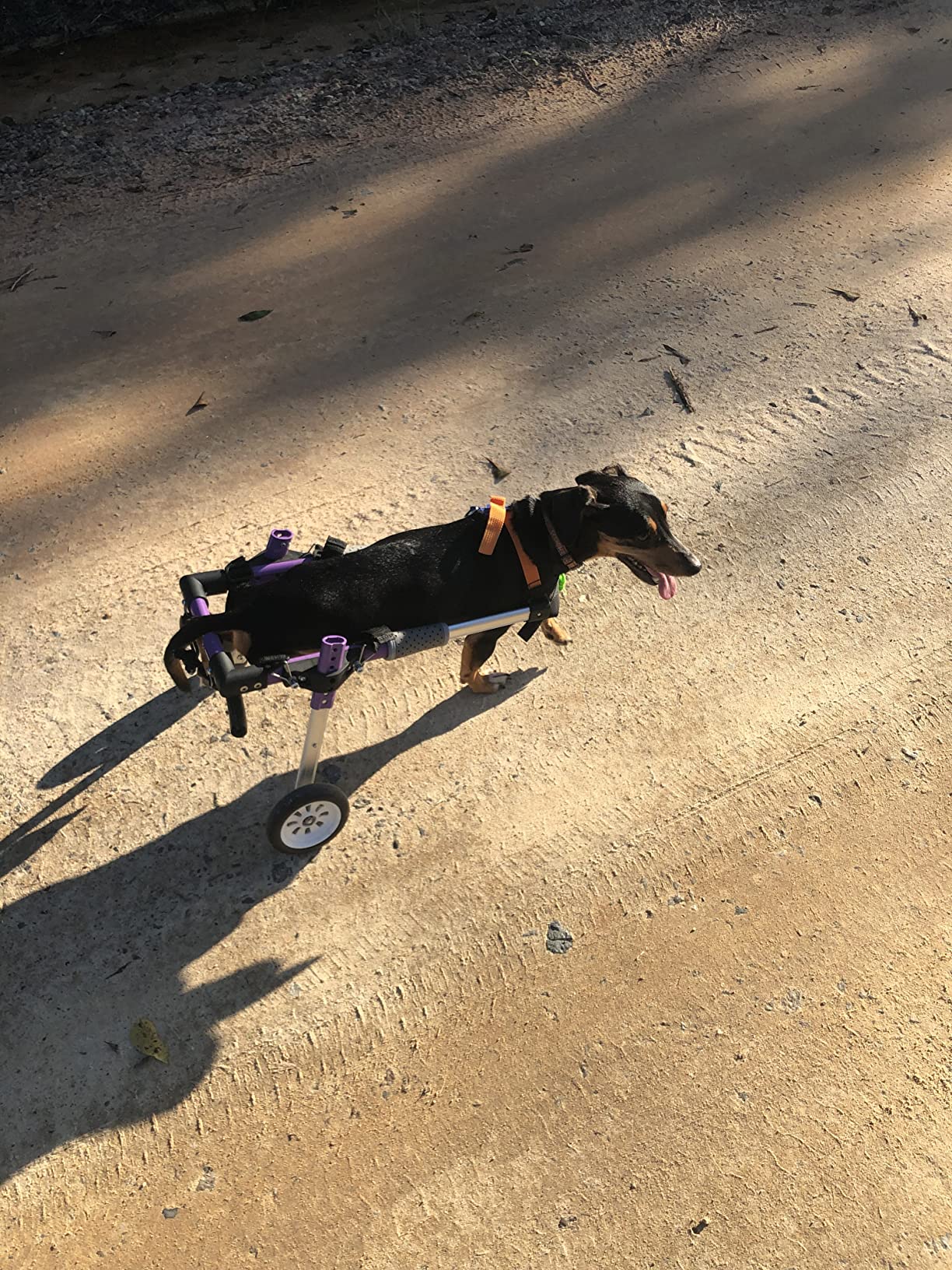 Advanced Dog Wheelchairs For Small Dogs review Dan Sharp