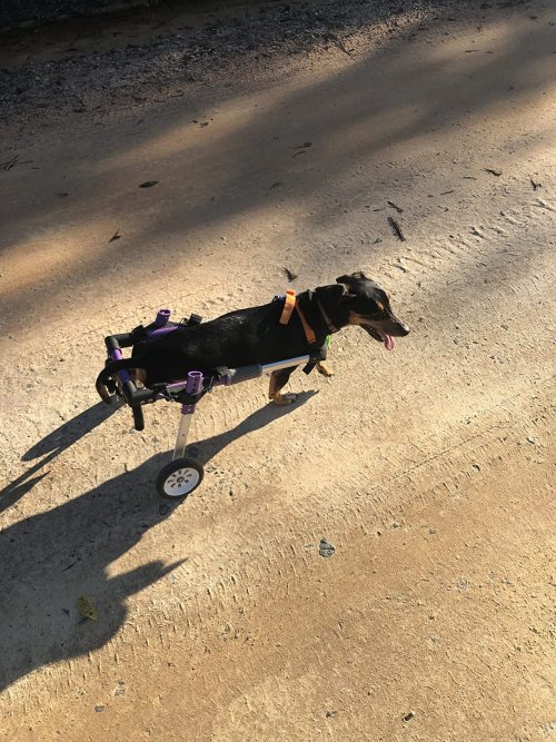 Advanced Dog Wheelchairs For Small Dogs review 