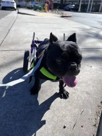 Advanced Dog Wheelchairs For Small Dogs review 0
