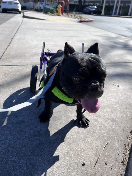 Advanced Dog Wheelchairs For Small Dogs review 