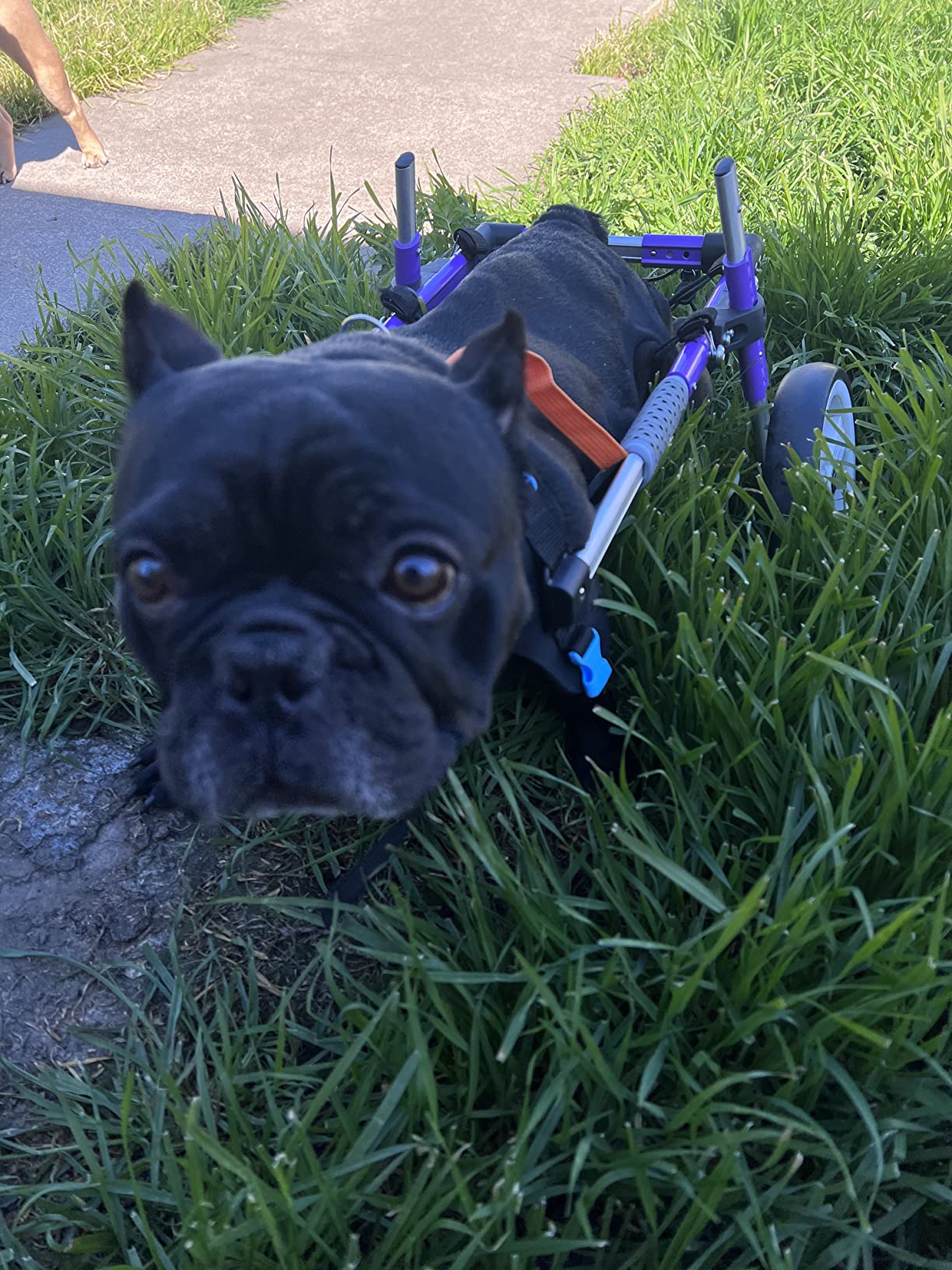 Advanced Dog Wheelchairs For Small Dogs review Dr. Michael D. Oliver 02