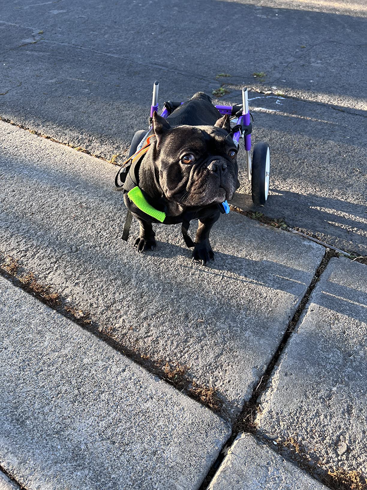 Advanced Dog Wheelchairs For Small Dogs review Dr. Michael D. Oliver 03