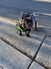 Advanced Dog Wheelchairs For Small Dogs review 2
